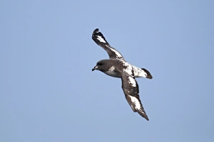 Cape Petrel (Daption capense australis) adult, in flight at sea, off New Zealand, March