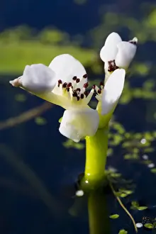 Sussex Prints: Cape Pondweed (Aponogeton distachyos) close-up of flower