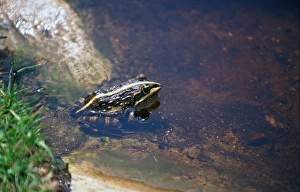 Frogs Prints: Cape River Frog (Rana fuscigula) South Afirca