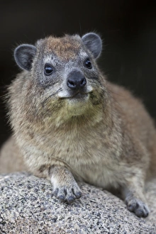 Serengeti Prints: Cape Rock Hyrax (Procavia capensis) adult