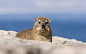 Cape Rock Hyrax (Procavia capensis) adult, on rocks near coast, Hermanus, Western Cape Province, South Africa, August