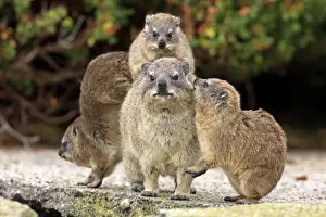 Parent Prints: Cape Rock Hyrax (Procavia capensis) adult female with three young