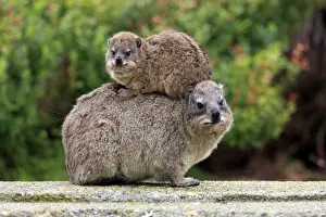 Cape Rock Hyrax (Procavia capensis) adult female with young, resting on back, Bettys Bay, Western Cape, South Africa
