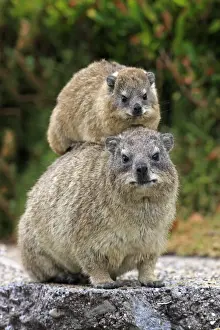 Cape Rock Hyrax (Procavia capensis) adult female with young, resting on back, Bettys Bay, Western Cape, South Africa