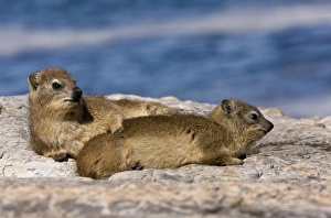 Cape Prints: Cape Rock Hyrax (Procavia capensis) two adults