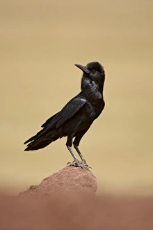 Horn Of Africa Prints: Cape Rook (Corvus capensis) adult, standing on rock, Bale Mountains, Oromia, Ethiopia