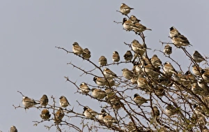 Cape Prints: Cape Sparrow Passer melanurus adult males and females