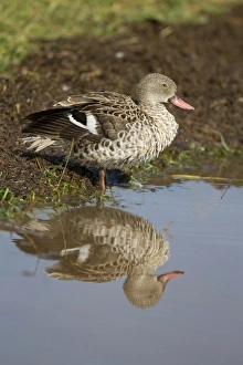 Great Rift Valley Prints: Cape Teal (Anas capensis) adult