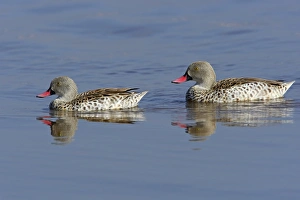 Kenyan Prints: Cape Teal (Anas capensis) adult pair