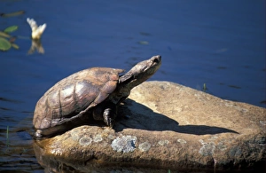 Turtles Prints: Cape Terrapin (Pelomedusa subrufa) Cape Town, South Africa