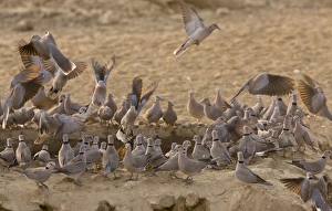 Pigeon Prints: Cape Turtle-dove (Streptopelia capicola) adults