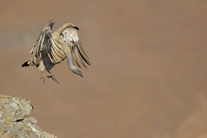 Cliff Prints: Cape Vulture (Gyps coprotheres) adult
