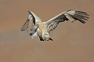 Cape Vulture (Gyps coprotheres) adult, in flight, landing on mountain clifftop, Giants Castle N. P