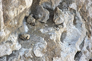 Drakensberg Prints: Cape Vulture (Gyps coprotheres) two adults