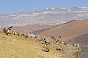 Clifftops Prints: Cape Vulture (Gyps coprotheres) flock