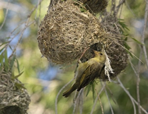 Hanging Prints: Cape Weaver (Ploceus capensis) adult female