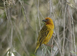 Weaverbirds Prints: Cape Weaver (Ploceus capensis) adult male