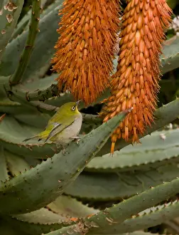 Cape Prints: Cape White-eye (Zosterops pallidus capensis) adult