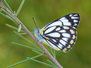 Roost Prints: Caper White (Belenois java) adult male