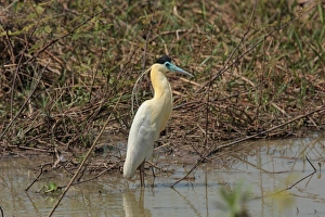 Mato Grosso Prints: Capped Heron (Pilherodius pileatus) adult