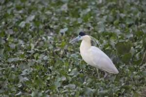 Capped Heron (Pilherodius pileatus) adult, standing in swamp, Pantanal, Mato Grosso, Brazil