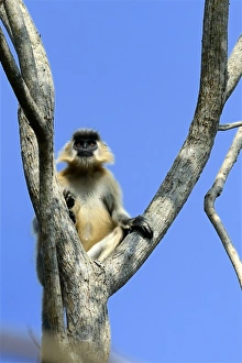 India Prints: Capped Langur (Trachypithecus pileatus) adult