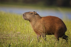 Sun Light Prints: Capybara (Hydrochaerus hydrochaeris) adult
