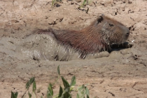 Capybara (Hydrochaerus hydrochaeris) adult, wallowing in mud, keeping cool at end of dry season, Pousada Araras, Mato Grosso, Brazil, august