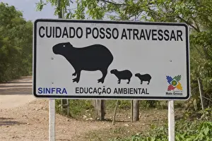 Warnings Prints: Capybara (Hydrochaerus hydrochaeris) crossing road warning sign