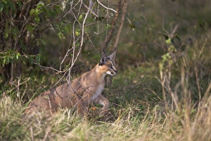 Kenyan Prints: Caracal (Caracal caracal) adult