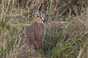 Caracal (Caracal caracal) adult, sitting in savannah, Masai Mara National Reserve, Kenya, August