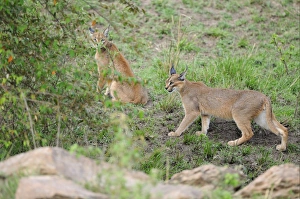 Mara Prints: Caracal (Caracal caracal) adult pair, at edge of bushes, Masai Mara, Kenya