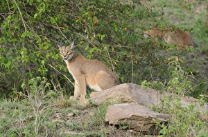 Mara Prints: Caracal (Caracal caracal) adult pair, amongst bushes, Masai Mara, Kenya