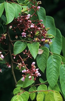 Developing Prints: Carambola (Averrhoa carambola) close-up of flowers, young fruit and leaves