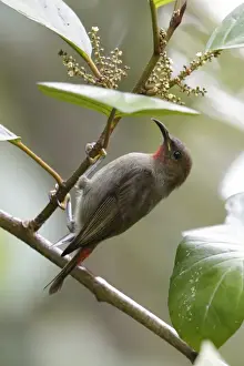 Oceania Prints: Cardinal Myzomela (Myzomela cardinalis sanfordi) adult female