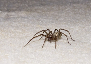 Rooms Prints: Cardinal Spider (Tegenaria parietina) adult, standing on carpet in house, Sussex, England