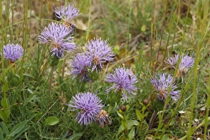 Plateau Prints: Cardoncelle (Carduncellus mitissimus) flowering
