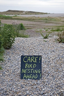 Shingle Prints: Care, Bird Nesting Ahead sign along path on shingle, Salthouse, Norfolk, England, july