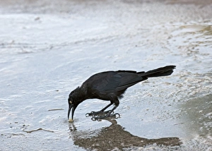 Stones Prints: Carib Grackle (Quiscalus lugubris) adult, pecking at small stone on wet surface, Grenada