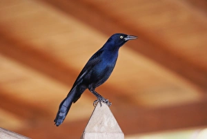 Grenadian Prints: Carib Grackle (Quiscalus lugubris) adult male
