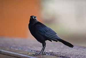 Carib Grackle (Quiscalus lugubris) adult male, standing, Tobago, Trinidad and Tobago, October