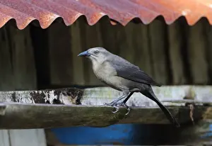 Carib Grackle (Quiscalus lugubris inflexirostris) adult female, perched on gutter, Fond Doux Plantation, St