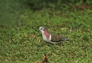 West Indian Prints: Caribbean Dove (Leptotila jamaicensis jamaicensis) adult