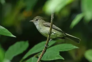 Lesser Antilles Prints: Caribbean Elaenia (Elaenia martinica martinica) adult