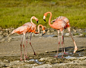 Flamingoes Prints: Caribbean Flamingo (Phoenicopterus ruber) four adults
