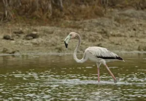 Caribbean Flamingo (Phoenicopterus ruber) immature, with water dripping from beak, walking in lagoon, Zapata Peninsula