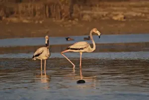 Flamingoes Prints: Caribbean Flamingo (Phoenicopterus ruber) two immatures