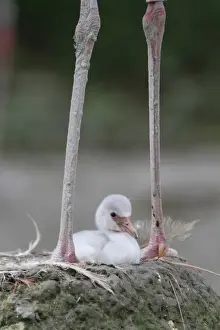 Flamingoes Prints: Caribbean Flamingo (Phoenicopterus ruber) three-day old chick