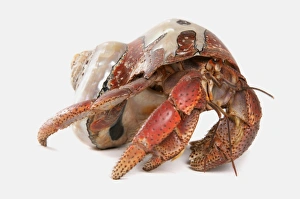 Decapoda Prints: Caribbean Hermit Crab (Coenobita clypeatus) adult