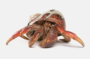 Caribbean Hermit Crab (Coenobita clypeatus) adult